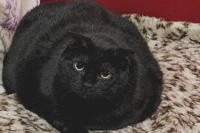 Кошка Сильва из-за лишнего веса нуждается в диете