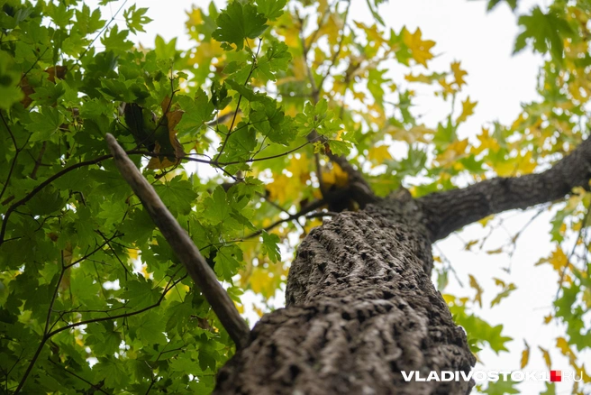 Источник: Елена Буйвол / VLADIVOSTOK1.RU