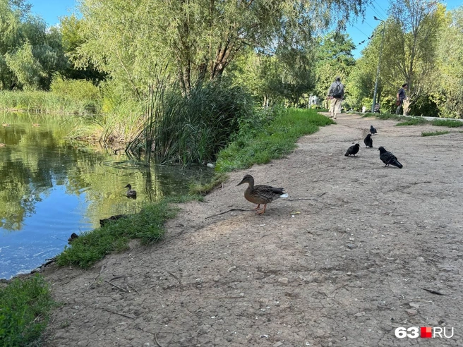Уточки здесь — неизменные партнеры по прогулкам | Источник: Ксения Бирюкова / 63.RU