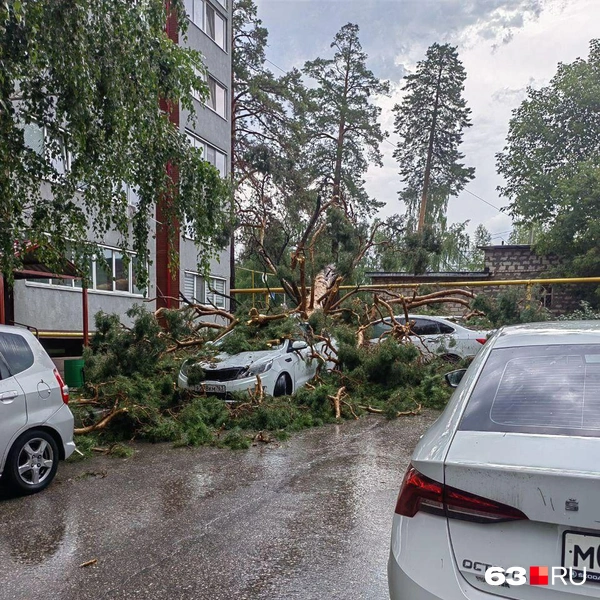 Дерево упало недалеко от газовой трубы | Источник: читатель 63.RU 