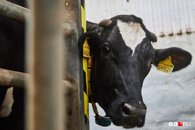 У вас глаза такие! Копыта очень стройные, и нежная душа… | Источник: Роман Данилкин / 63.RU