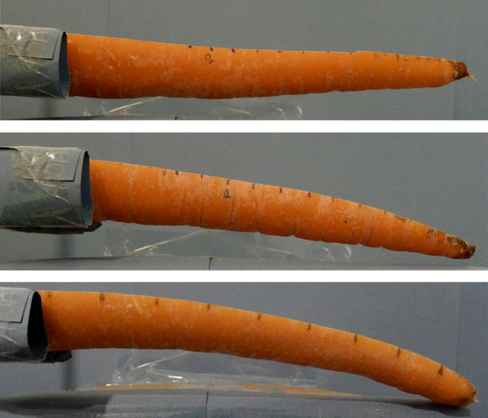 Как правильно хранить морковь, чтобы она оставалась твердой? Рассказывают ученые