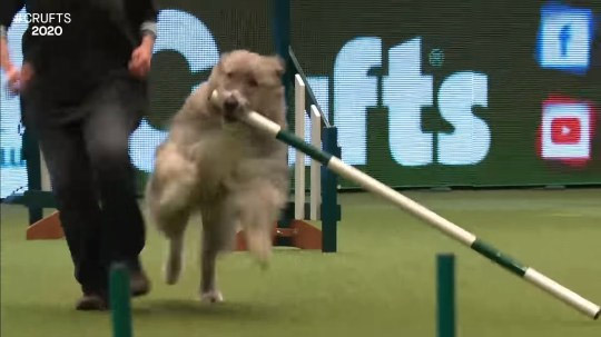 Фото №1 - Пес украл палку, через которую должен был прыгать на соревновании (видео)