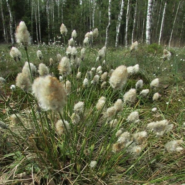 Источник: Каждой твари по паре | Павел Глазков