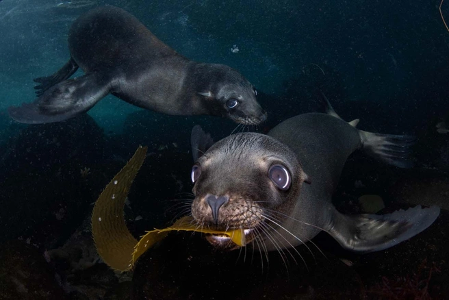 Источник: Celia Kujala / GDT Nature Photographer of the Year