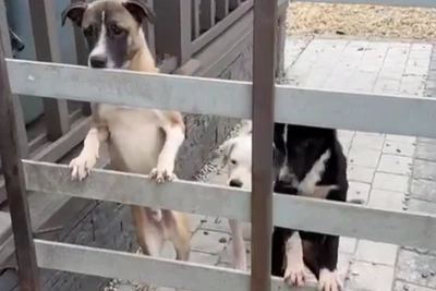 Shelter owner detained after hundreds of animals found dead near Rostov