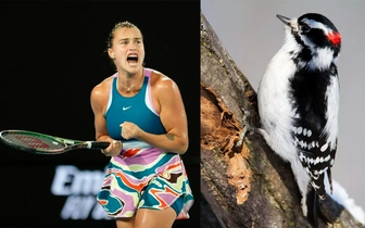 Что общего у дятла и теннисиста?