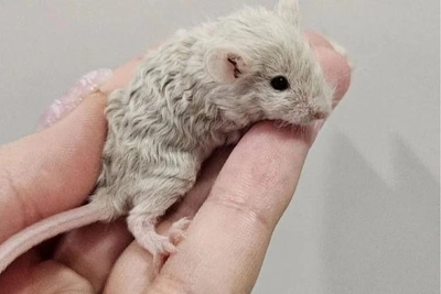 Beautiful curly-haired mice for sale in Irkutsk