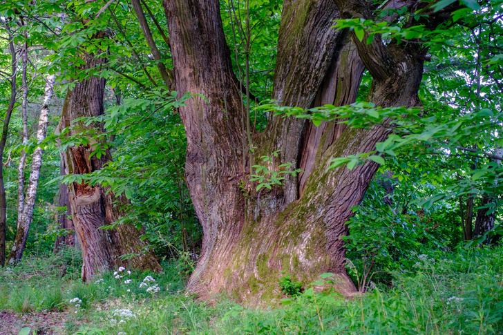 Дерево-кормилец: как каштан украшает леса и служит источником пищи