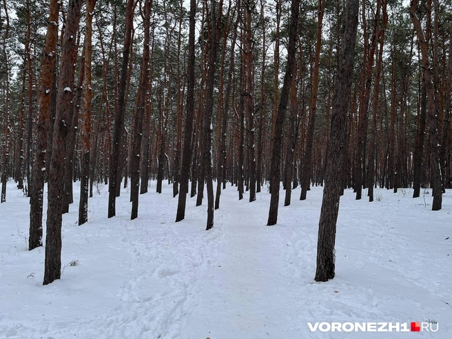 Выпавший снег еще долго не растает | Источник: Полина Листопад / Voronezh1.ru