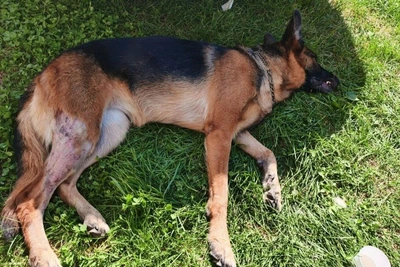 Eight Dogs Die After Vaccination in Sverdlovsk Region