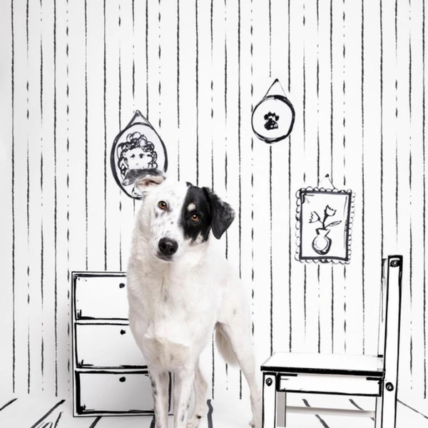 Финалист в номинации «Студийная съемка» | Источник: Daniela Schnabel-Sahm / Dog Photography Awards 2025