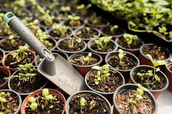 Весна близко: как вырастить рассаду на подоконнике