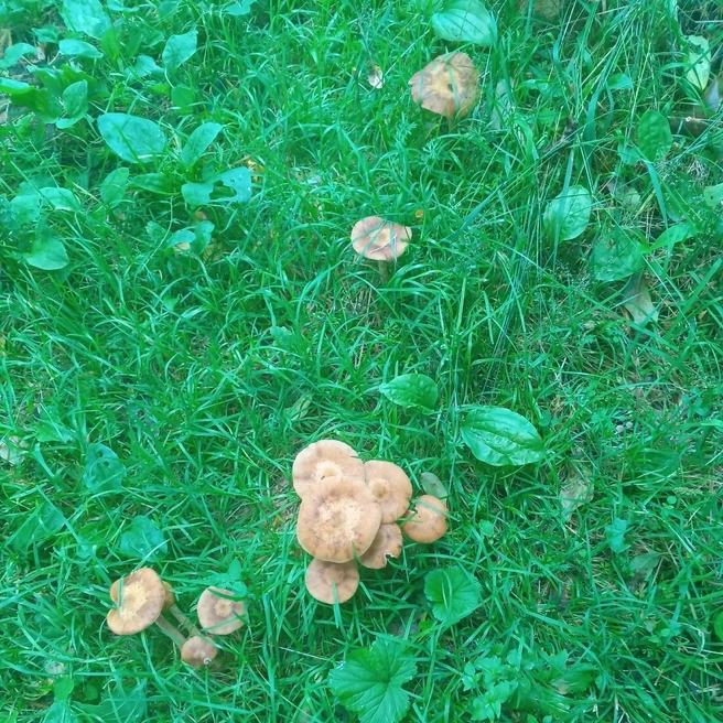 Сезон только начался, а поляны усыпаны осенними опятами | Источник: Общение грибников / Vk.com