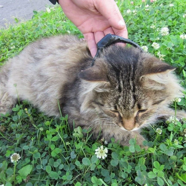 Кот учёный уже не тот. В Нижегородской области наркодельцы переоценили талант усатого контрабандиста | Источник: ГУФСИН России по Нижегородской области