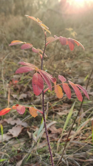 Источник: Ирина Голоколенова