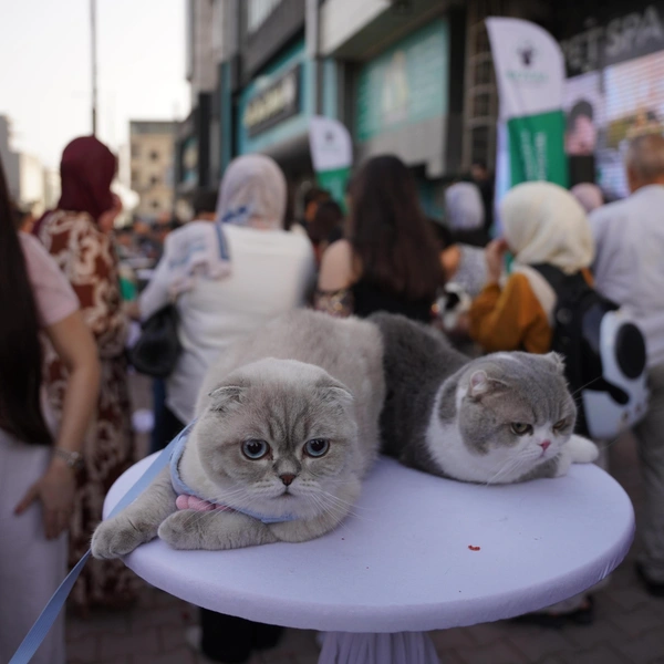 Источник: Fariq Faraj Mahmood/Anadolu via Getty Images