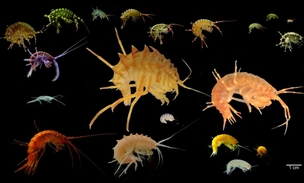 Нам не встретиться никак: разделенные Ангарой байкальские рачки напрочь разучились спариваться