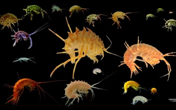 Нам не встретиться никак: разделенные Ангарой байкальские рачки напрочь разучились спариваться