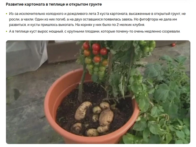 Дачник поделился фотографиями эксперимента | Источник: «Антонов сад»