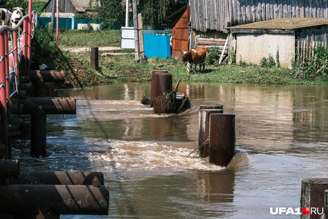 А коровкам кроме травки, тенька и воды ничего и не надо | Источник: Булат Салихов / UFA1.RU