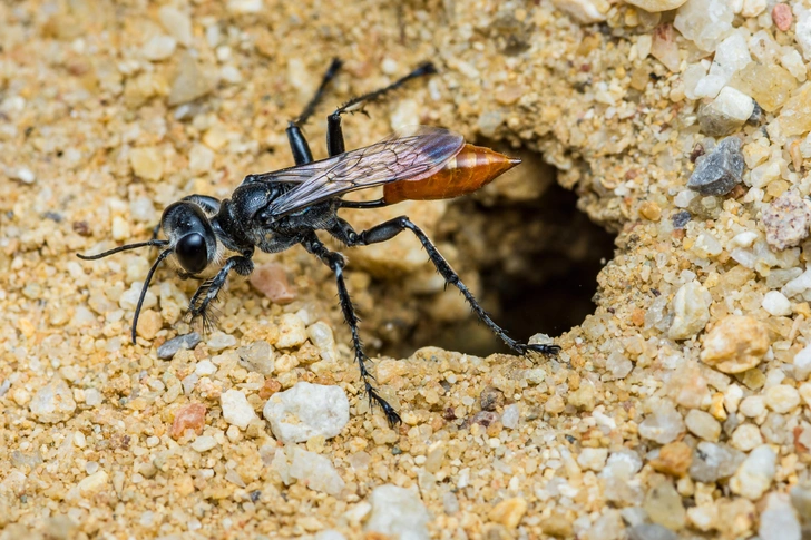 Источник: Pawich Sattalerd via Shutterstock/Fotodom.ru