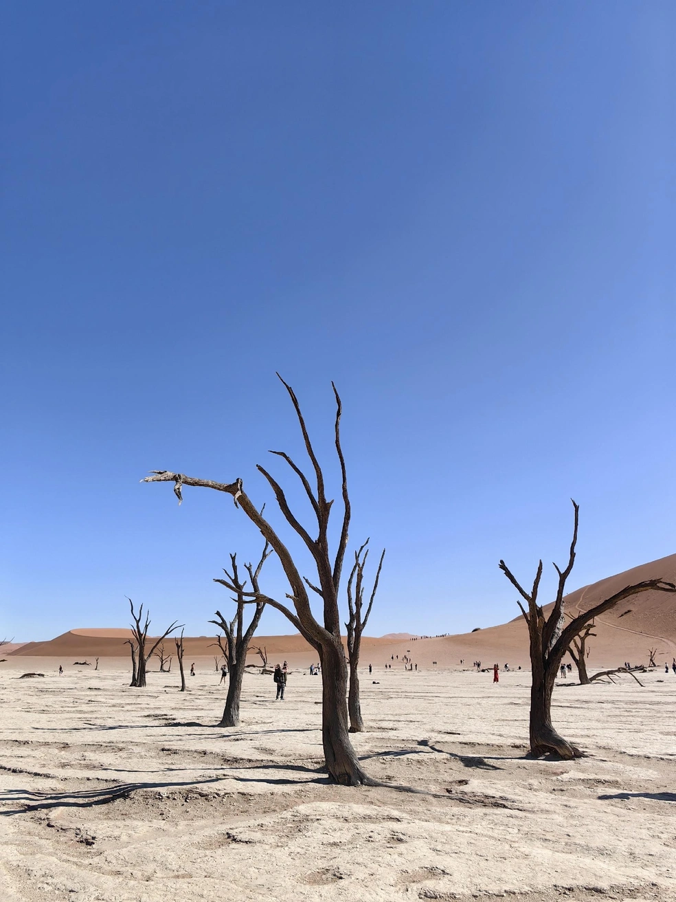 А это долина смерти в Намибии — пересохший оазис, где сохранились вековые деревья | Источник: Лена Михеева / Vk.com
