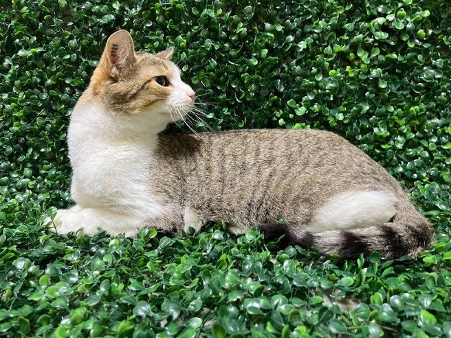 Кот привит и здоров | Источник: «Наследие Бастет» / Vk.com