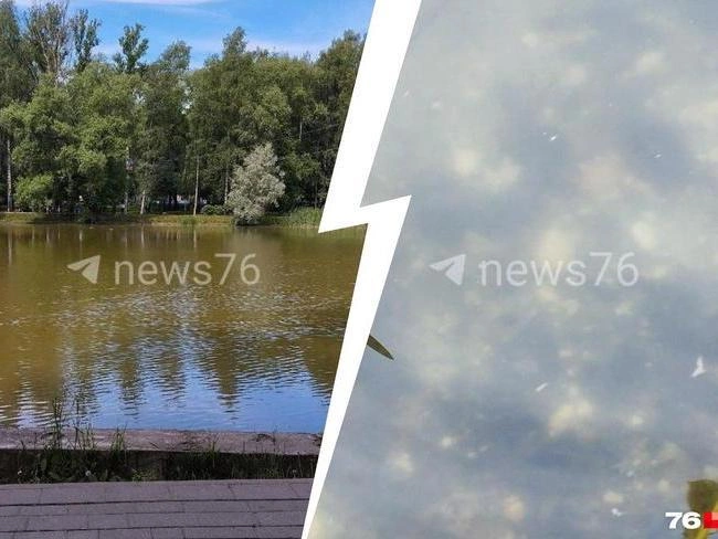 Что случилось с Крестовским прудом в Ярославле | Источник: Евгений Юрич