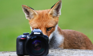 Британская лисица любуется своей фотографией