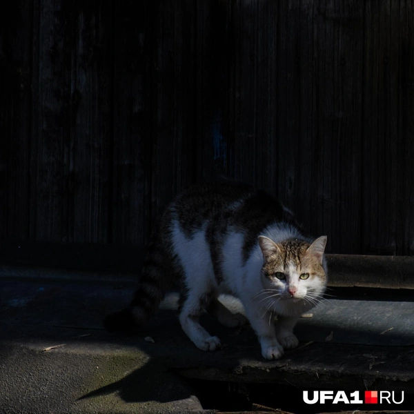 Какие глазки! | Источник: Булат Салихов / UFA1.RU