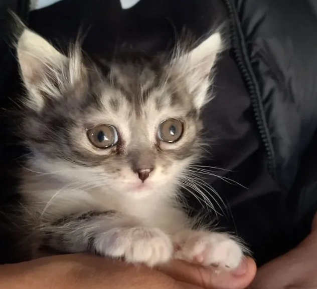 Источник: сервис для подачи объявлений 