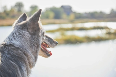 В «Самарской Луке» подвели итоги учёта животных