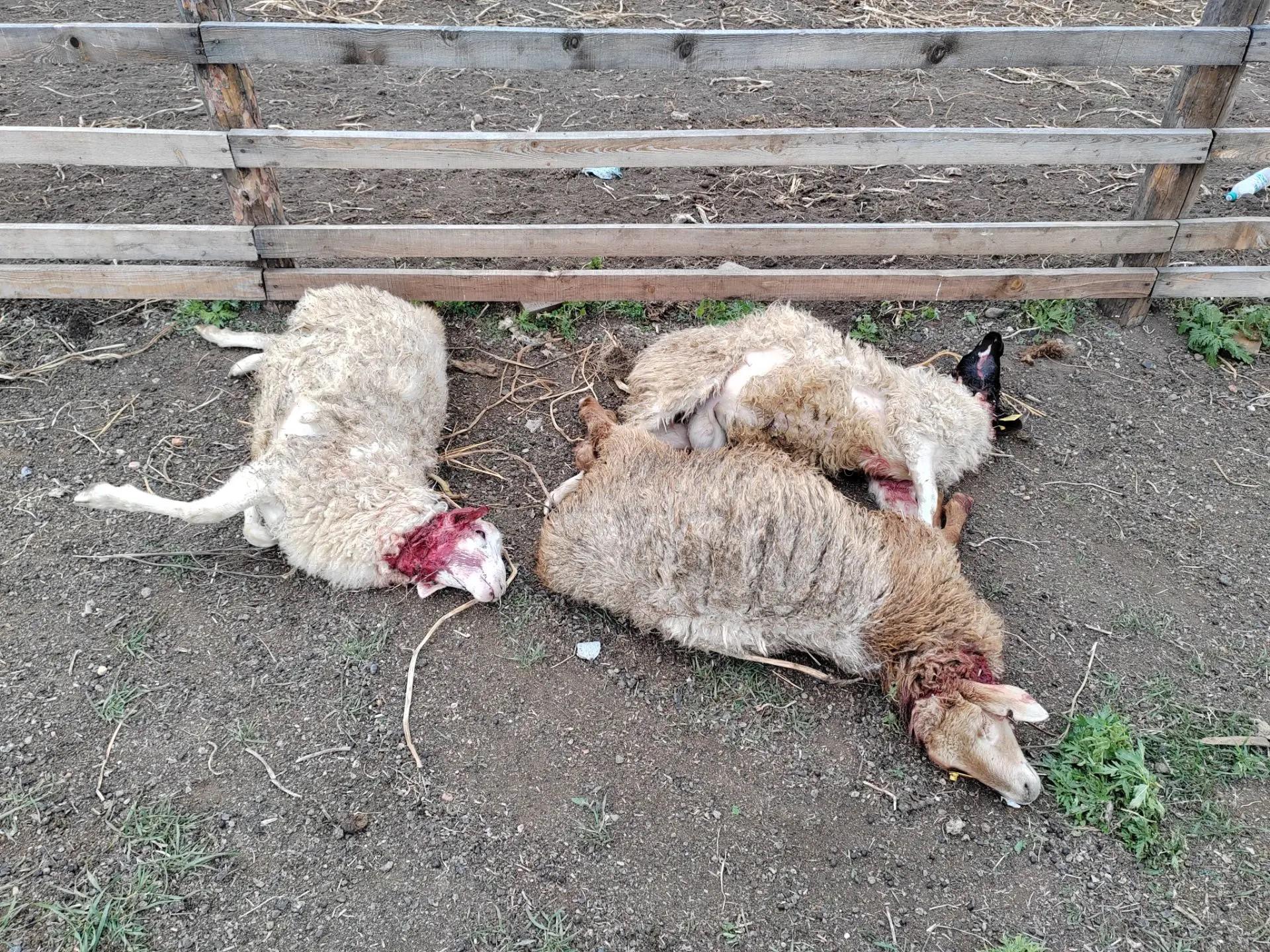 Загрызенных овец обнаружили в селе под Читой. Жители думают на волков