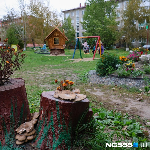 Цветет каждый пень! | Источник: Евгений Софийчук / NGS55.RU