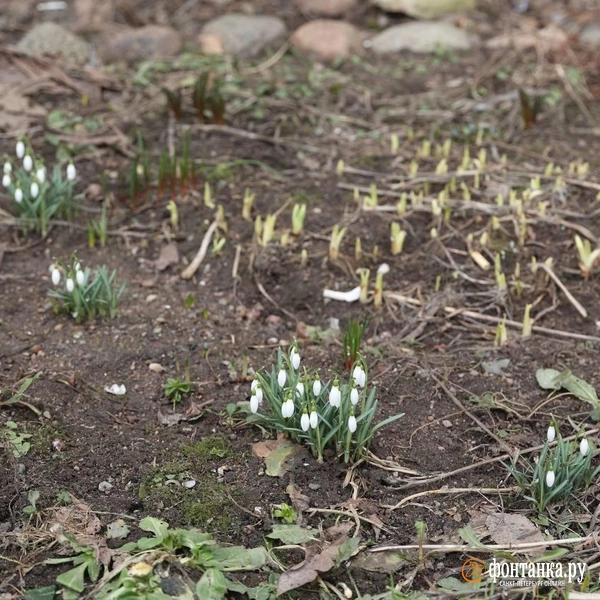 В Петербурге пробуждается природа. Посмотрите, как оживают растения  | Источник: Сергей Михайличенко / «Фонтанка.ру»