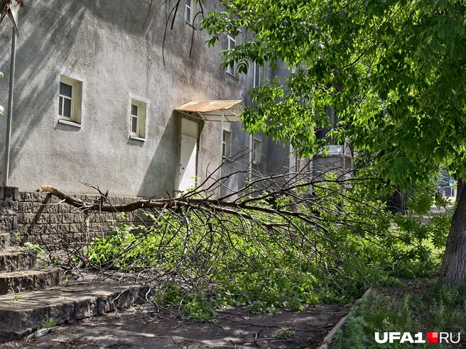 Дерево пока не торопятся убирать | Источник: Булат Салихов / UFA1.RU
