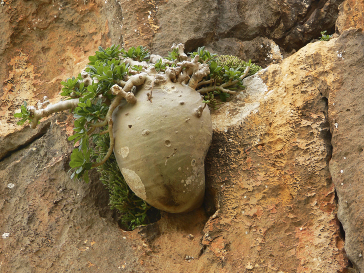 Обитель благодати: чему обязаны своим фантастическим обликом растения острова Сокотра
