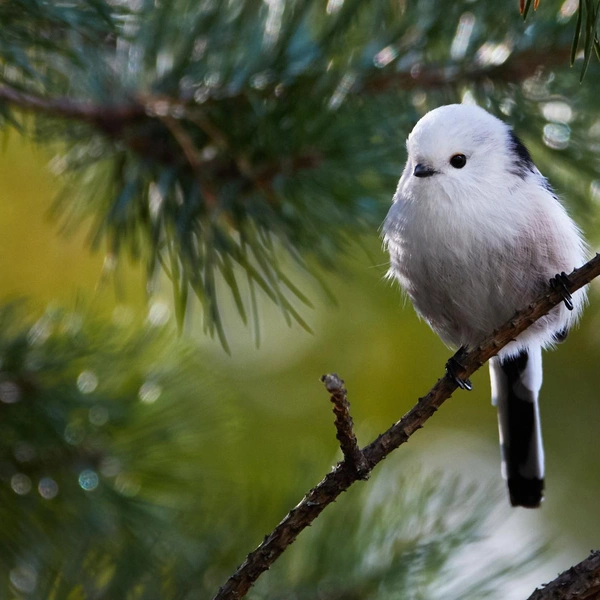 Источник: Veikko Suvela / Vuoden Luontokuva 2025