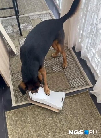 Поисковые игры стали элементом быта Кубика | Источник: Настасья Медведева / NGS.RU