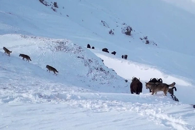 Волки напали на зубров: видео с фотоловушки