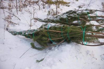 Незаконная рубка елей грозит крупными штрафами