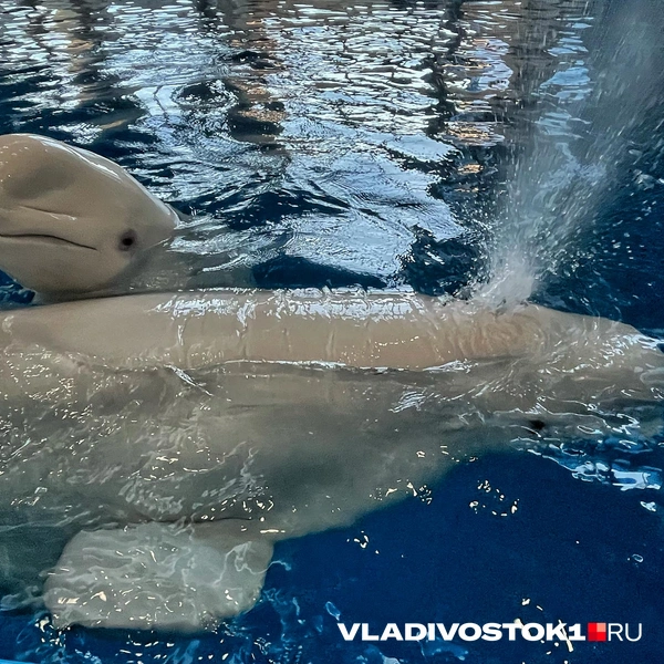 Источник: Елена Буйвол / VLADIVOSTOK1.RU