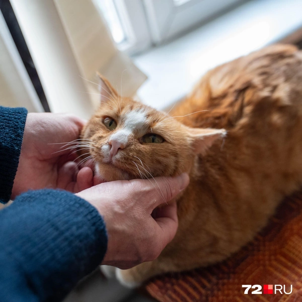 Источник: Илья Чикотин / 72.RU