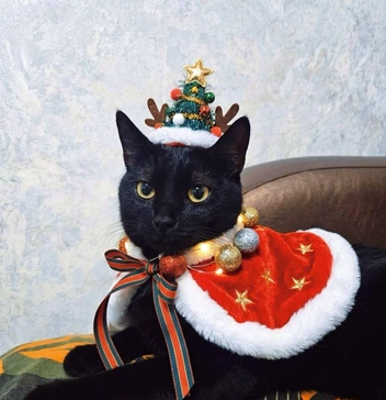 Источник: Chita.Ru / T.me