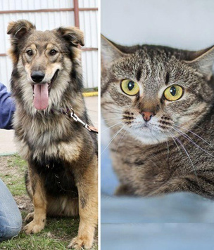 Котопёс недели: возьмите из приюта важную кошку Сабину или игривого пса Бильбо