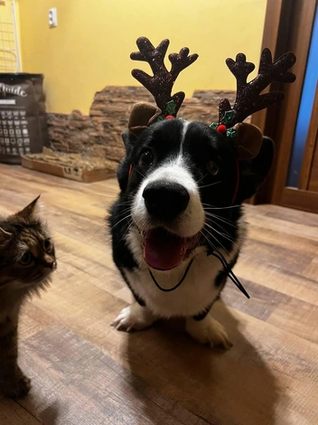 «В детстве я мечтал быть волком. А стал… этим. Мама, посмотри что ты наделала» | Источник: читательница НГС