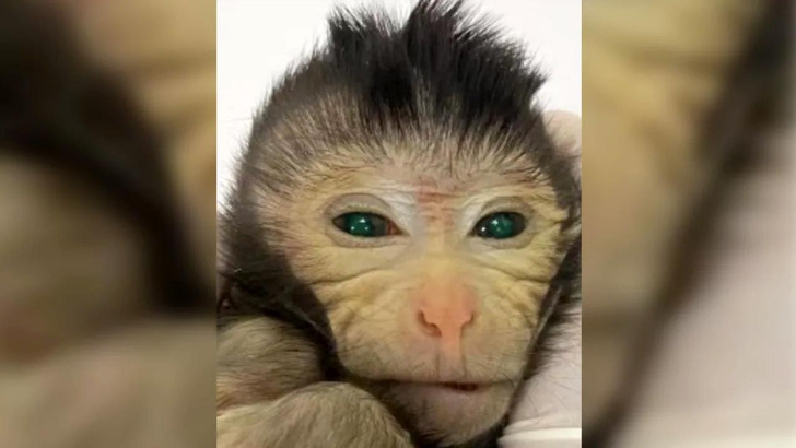 В Китае родилась первая в мире обезьяна-химера: что это означает и зачем нужны такие эксперименты
