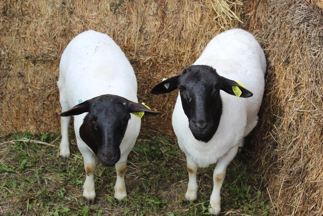 За 9 месяцев 2025 года животноводческие предприятия произвели 134 700 тонн мяса, 382 600 тонн молока и 1032,7 млн штук яиц | Источник: Департамент АПК Тюменской области