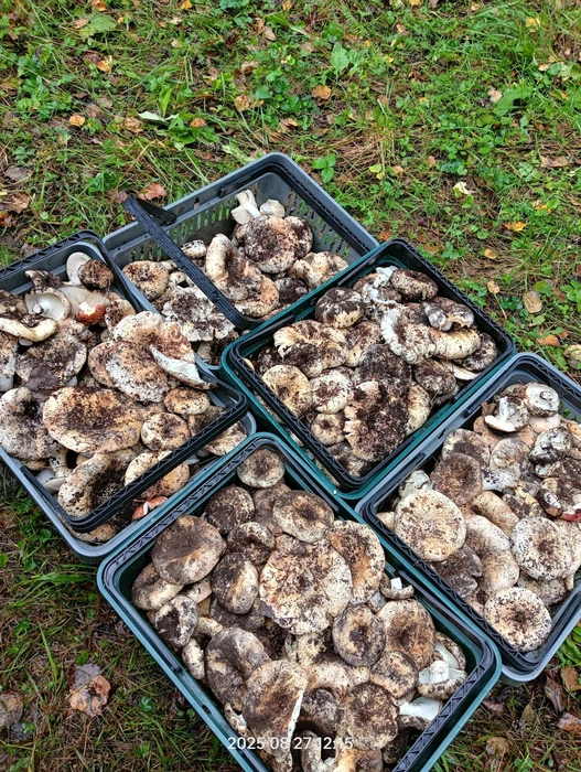 Улов шикарный, согласитесь  | Источник: Грибы и ягоды Челябинской области / Vk.com 